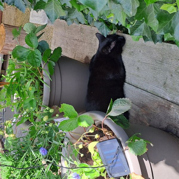 Churri, Loca uit Enschede zoekt een Kattenoppas
