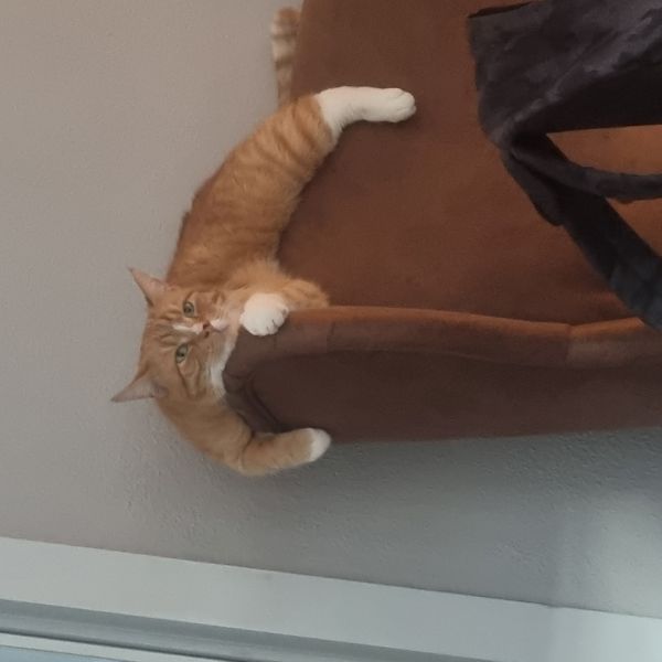 Barney uit Borculo zoekt een Kattenoppas