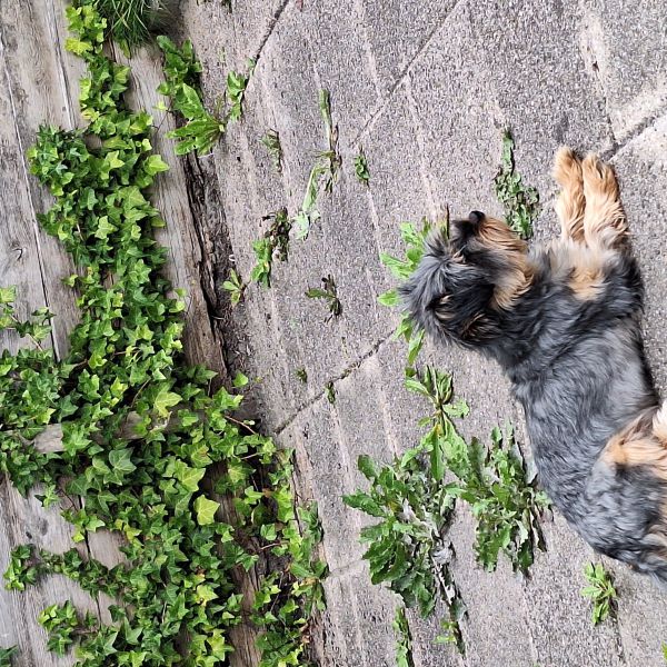 Debbie, Debbie uit Feanwâlden zoekt een Hondenoppas