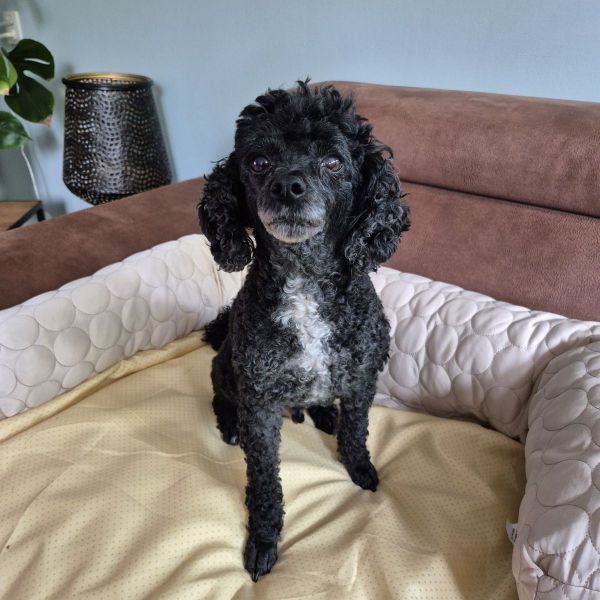 Milo uit Assen zoekt een Hondenoppas