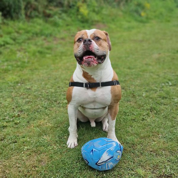 Bailey en Bink, Bailey uit Enschede zoekt een Hondenoppas