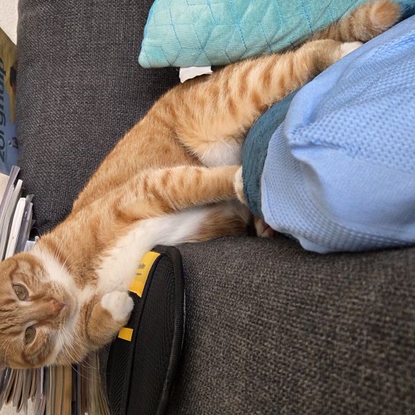 Ginger uit Wormerveer zoekt een Kattenoppas