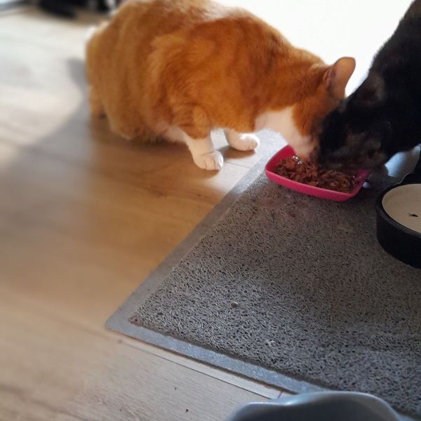 Huisdierenoppas Priscilla uit Utrecht