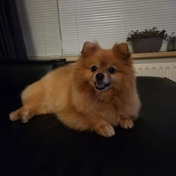 Huisdierenoppas Melanie uit Veendam
