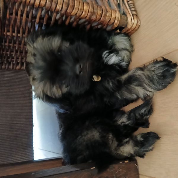 Bailey uit Bergschenhoek zoekt een Hondenoppas