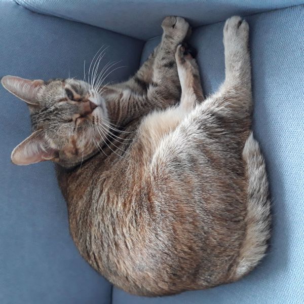 Minoes uit Leiderdorp zoekt een Kattenoppas