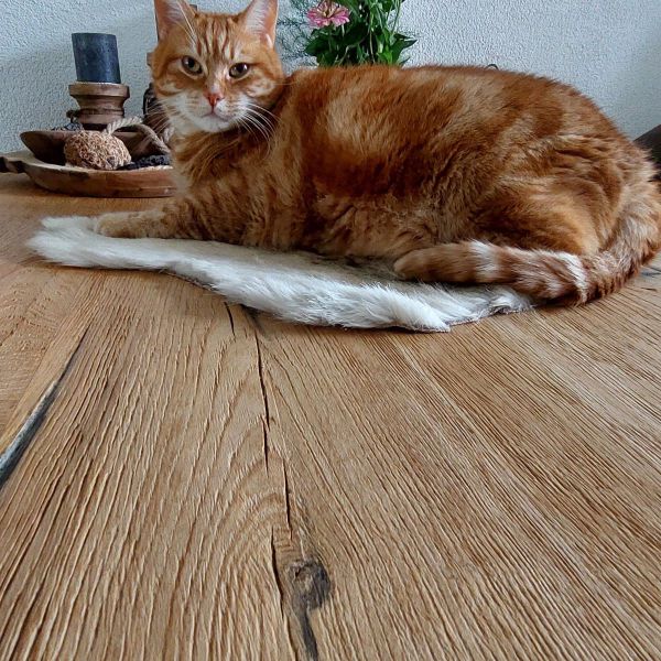 Kattenoppas Dinie uit Drunen