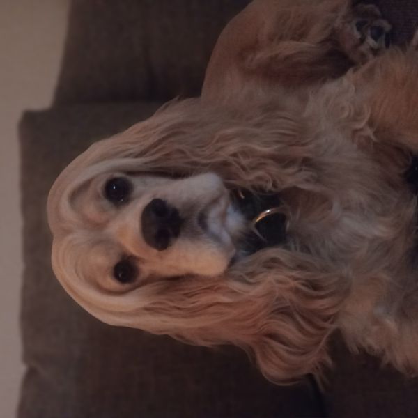 Cleo uit Bergen Op Zoom zoekt een Hondenoppas