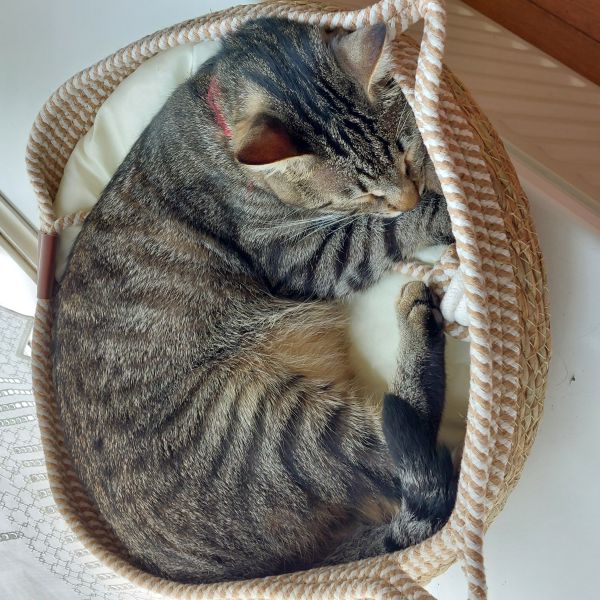 Picos de Basura uit Didam zoekt een Kattenoppas