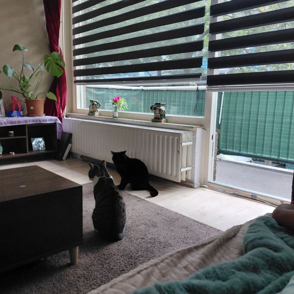 Lucky, Chico uit Den Haag zoekt een Kattenoppas