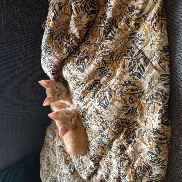 Otje en Plukkie uit Ommen zoekt een Kattenoppas