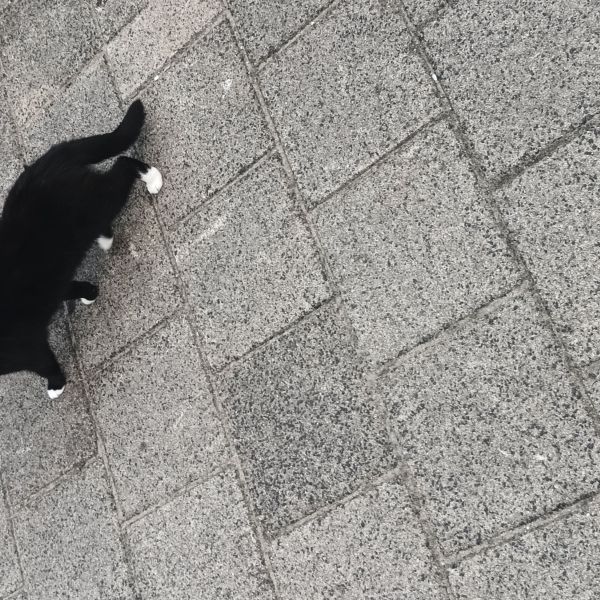 Lilian Ruhl junior, Ivy, Nemo uit Krimpen Aan Den Ijssel zoekt een Kattenoppas