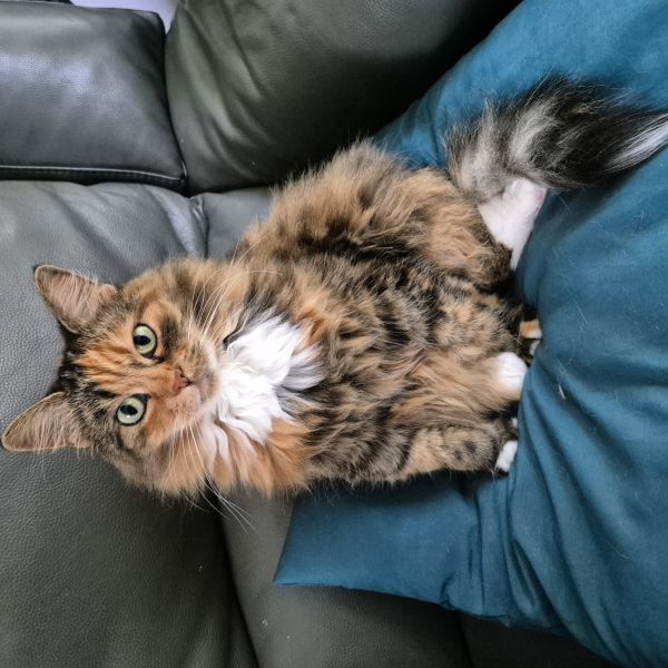 Cica uit Alphen Aan Den Rijn zoekt een Kattenoppas