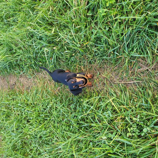 Luna uit Driebergen-Rijsenburg zoekt een Hondenoppas