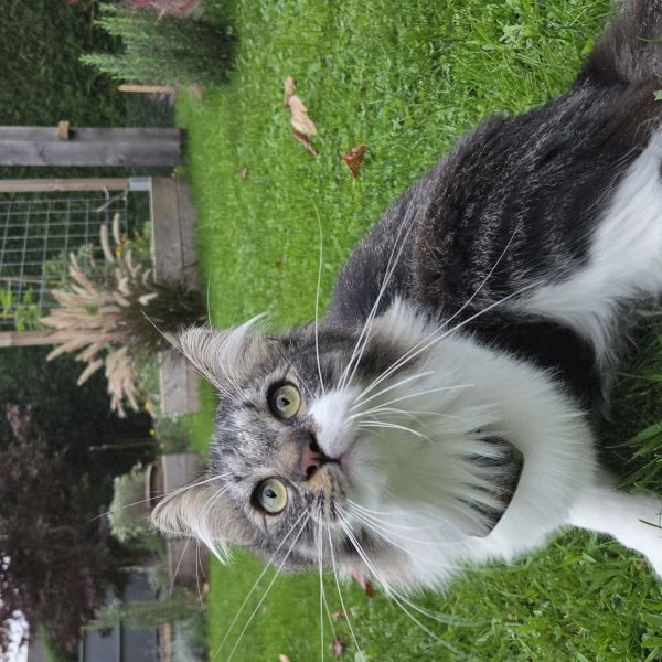 Zippie uit Gennep zoekt een Kattenoppas