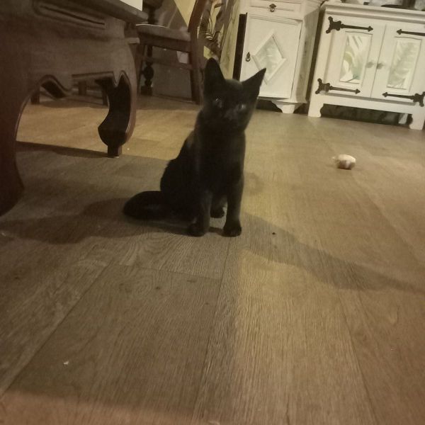 Huisdierenoppas Noamy uit Roosendaal