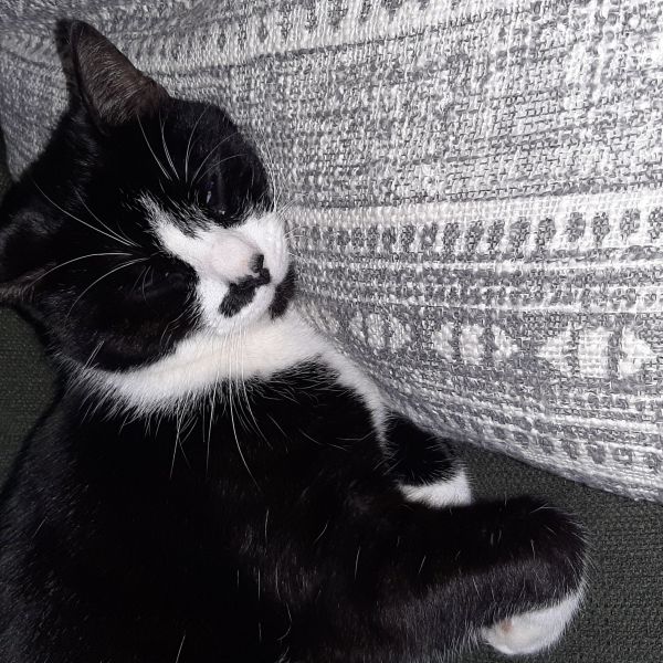 Track, Tracie uit Oudkarspel zoekt een Kattenoppas