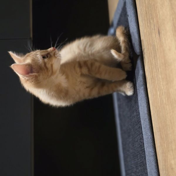 Teddy, Beer uit Hoogeveen zoekt een Kattenoppas