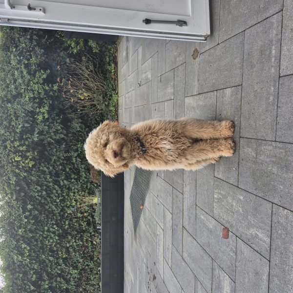 Bailo uit Kapelle zoekt een Hondenoppas