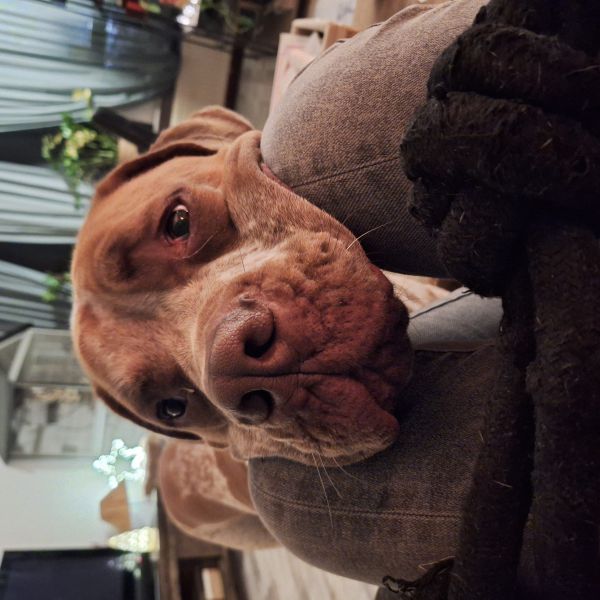 Moos uit Alkmaar zoekt een Hondenoppas