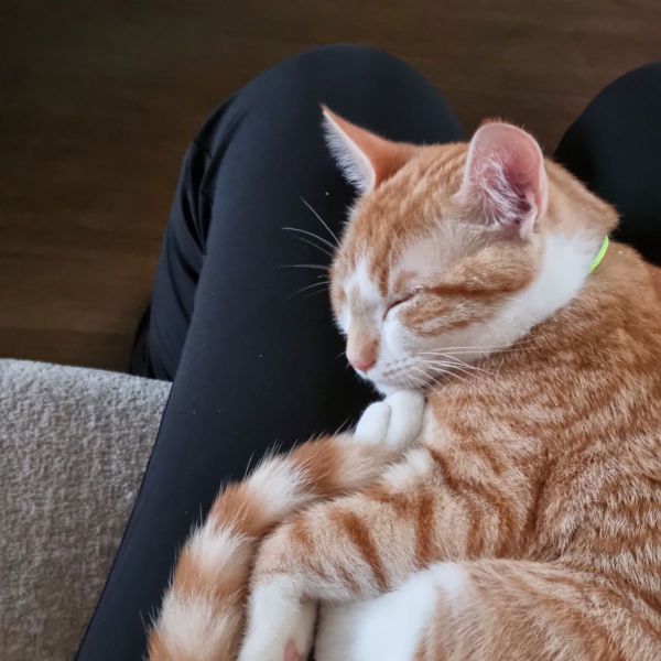 Ollie, Willem uit Zaamslag zoekt een huisdierenoppas