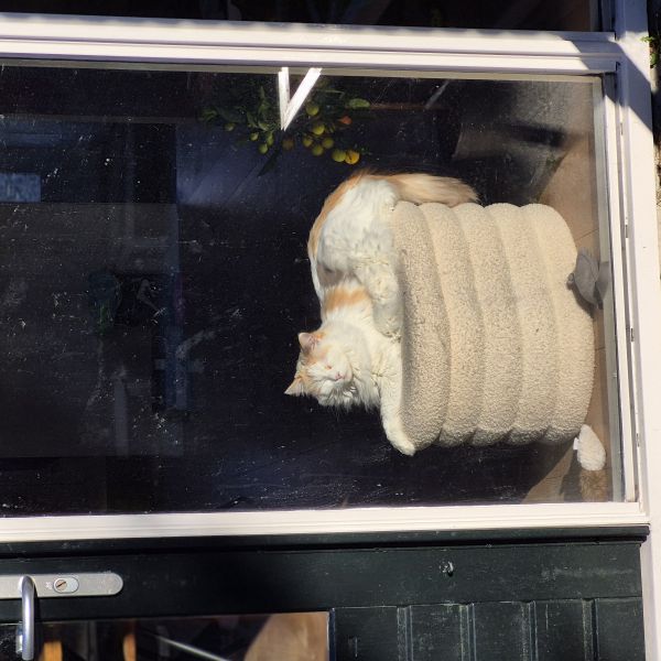 Nina, Max, Julia / Sophietje / Snoepie & Pluisje uit Capelle Aan Den Ijssel zoekt een huisdierenoppas