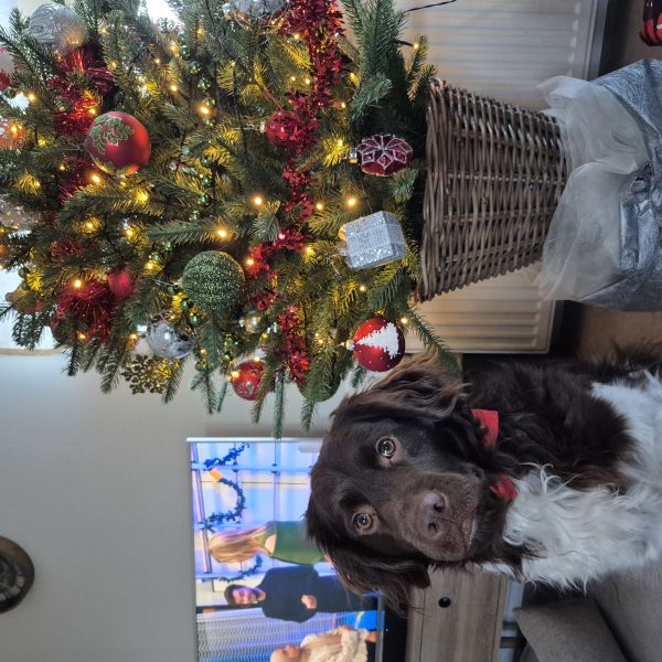 Bohdi uit Wilnis zoekt een Hondenoppas