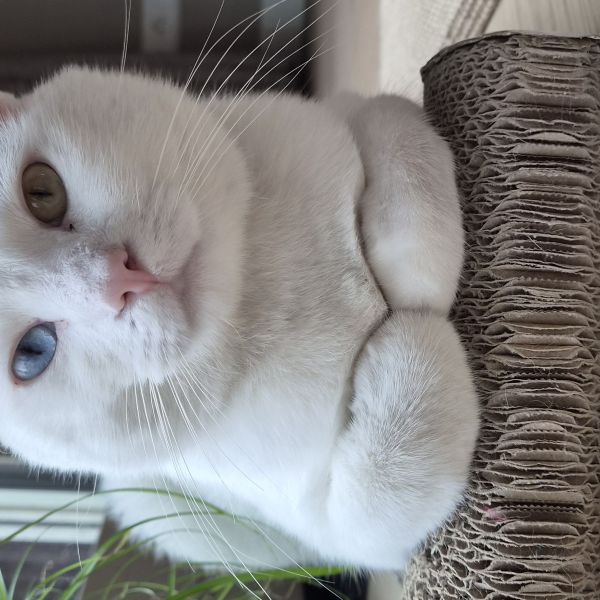 Bai Hu uit Diemen zoekt een Kattenoppas