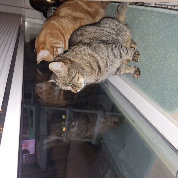 Yoda en nacho uit Spijkenisse zoekt een Kattenoppas