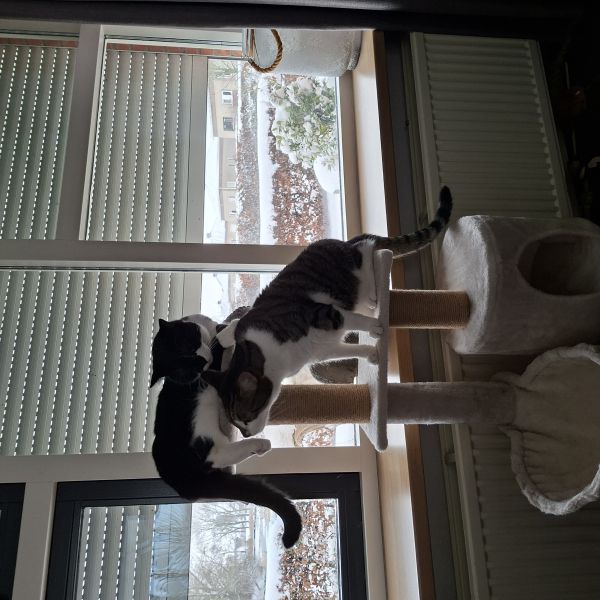 Bob en Blitz, Bob uit Steenbergen, Nb zoekt een Kattenoppas