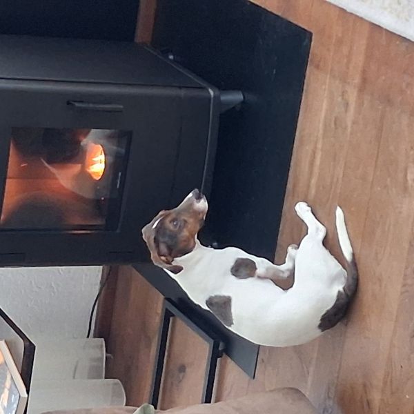 Guus uit Ammerzoden zoekt een Hondenoppas