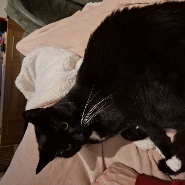 Flip uit Hardinxveld-Giessendam zoekt een Kattenoppas