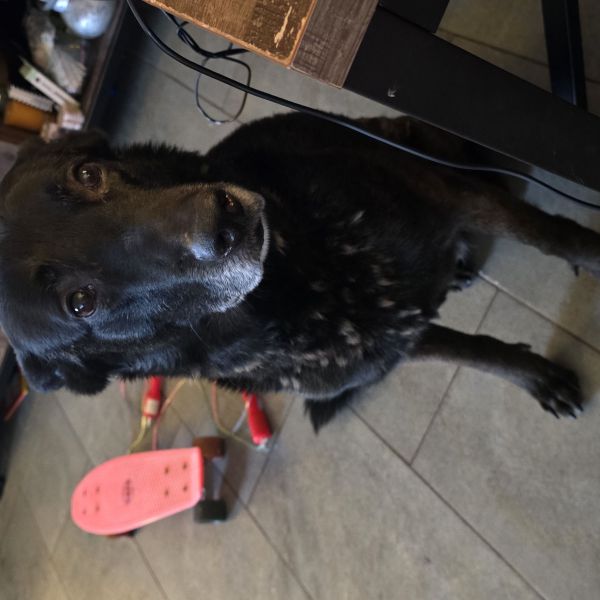 Rocco, Daisy, 5 katten uit Emmer-Compascuum zoekt een huisdierenoppas