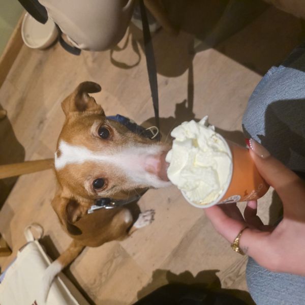 Duna, Chilli uit Deventer zoekt een huisdierenoppas