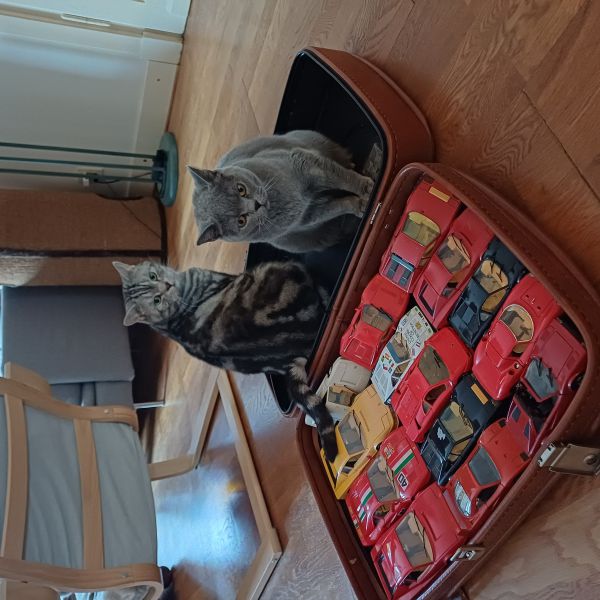 Bono en Diesel, Bob uit Oss zoekt een Kattenoppas