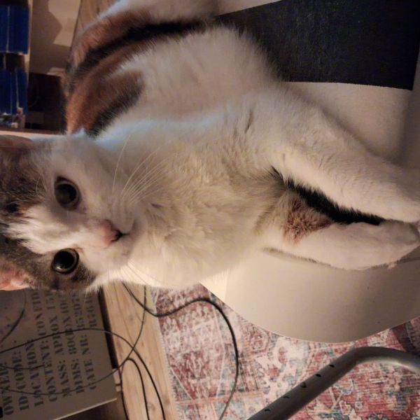 Whisky uit Leiderdorp zoekt een Kattenoppas