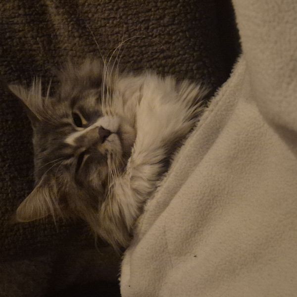 Lucca uit Zwijndrecht zoekt een Kattenoppas