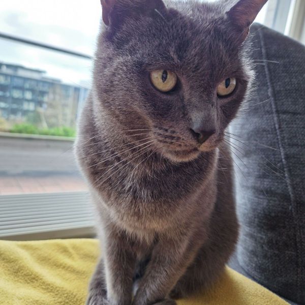 Ollie uit Leiden zoekt een Kattenoppas