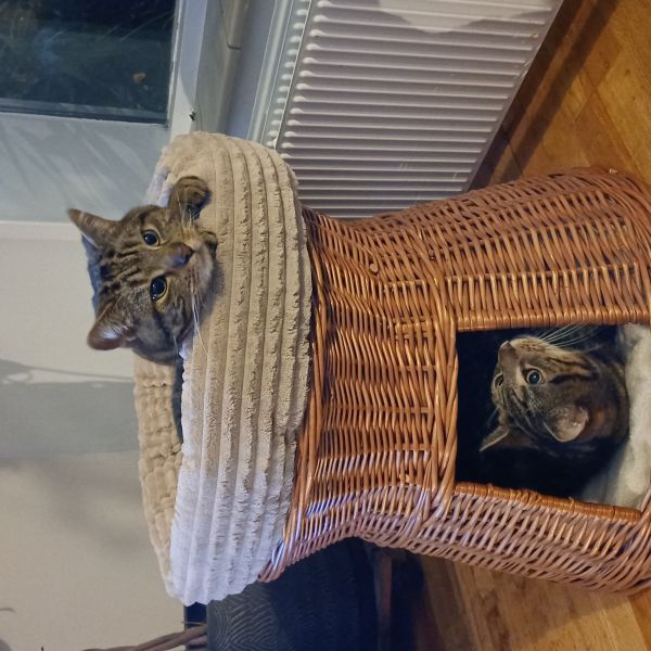 Odin en Loki uit Middelburg zoekt een Kattenoppas