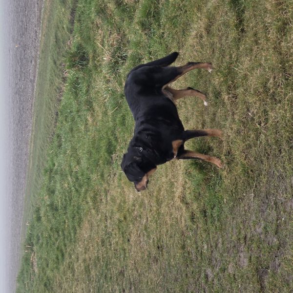 Milo uit Opperdoes zoekt een Hondenoppas