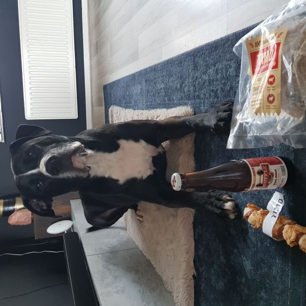 Ralph Van Wijngaarden uit Groningen zoekt een Hondenoppas