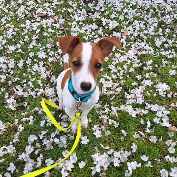 Lucca uit Wassenaar zoekt een Hondenoppas