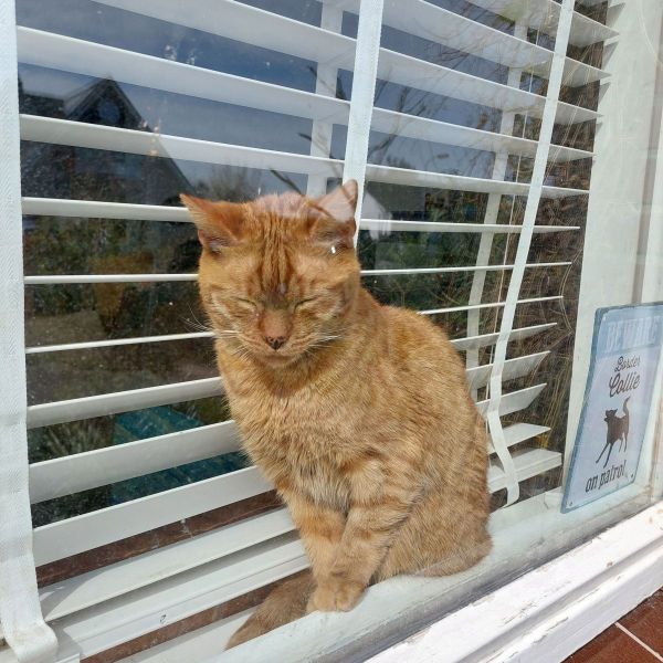 Sushi, Monkey uit Ewijk zoekt een Kattenoppas