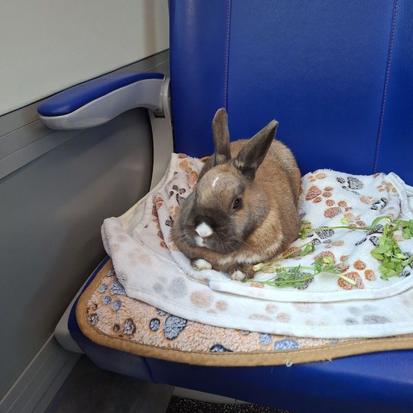 Huisdierenoppas Agnieszka uit Zaandijk