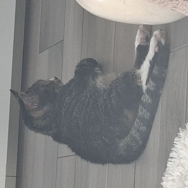 Jan uit Goes zoekt een Kattenoppas