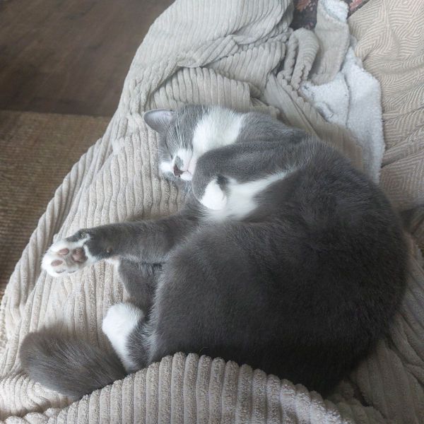 Micha uit Deventer zoekt een Kattenoppas