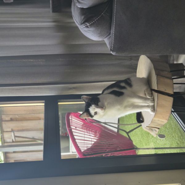 Pororo, Milo uit 'S Gravenmoer zoekt een Kattenoppas