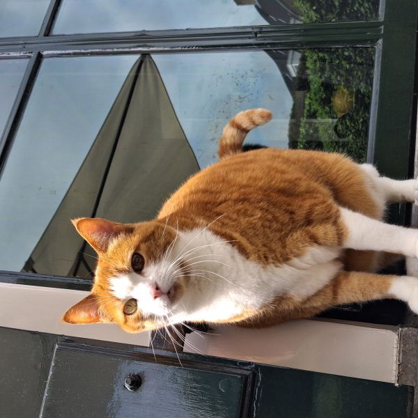 Bella, Pico uit Alblasserdam zoekt een Kattenoppas