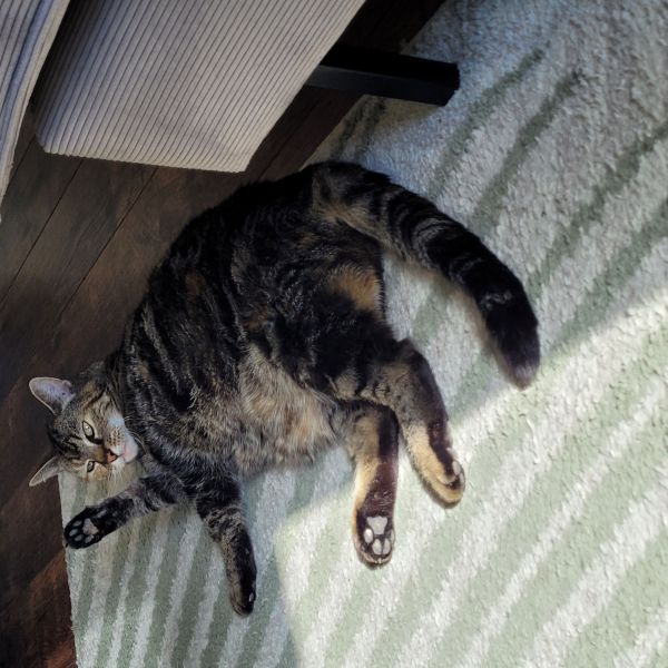 Tijger, Tijger uit Onderdijk zoekt een Kattenoppas