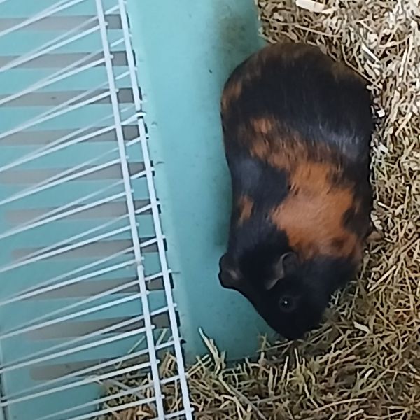 Pientje, Pluis, Pluis uit Waddinxveen zoekt een Knaagdierenoppas